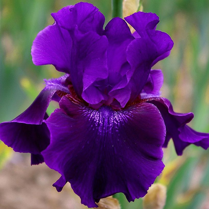 Iris germanica Rosalie Figge - Giaggiolo paonazzo (Fioritura)