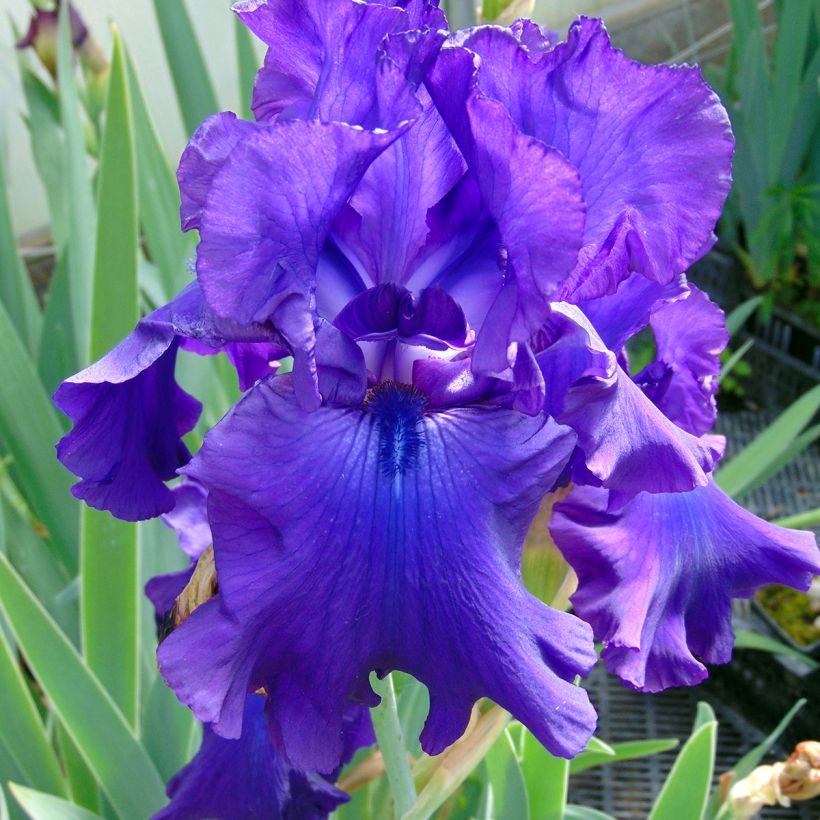 Iris germanica Ruffled Goddess - Giaggiolo paonazzo (Fioritura)