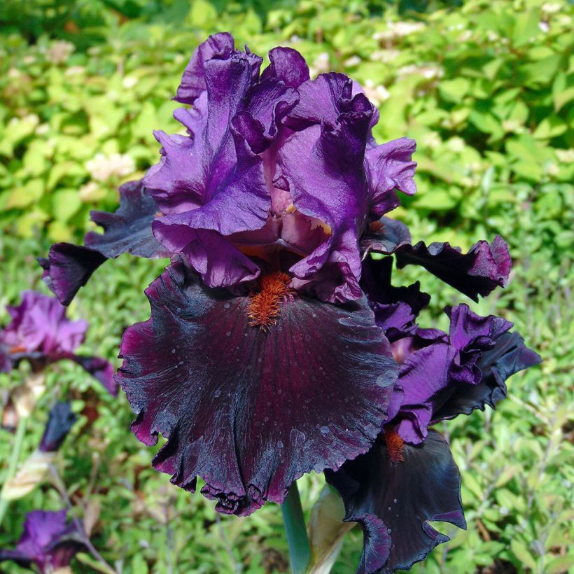 Iris germanica Saturn - Giaggiolo paonazzo (Fioritura)