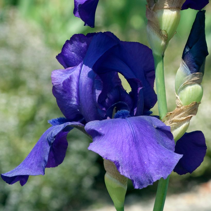 Iris germanica Storm Center - Giaggiolo paonazzo (Fioritura)