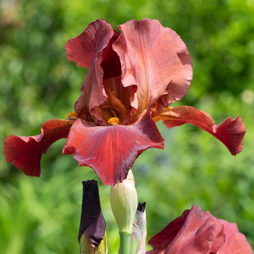 Iris germanica Sultan's Palace - Giaggiolo paonazzo (Fioritura)