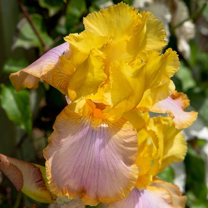 Iris germanica Sunset Sky - Giaggiolo paonazzo (Fioritura)