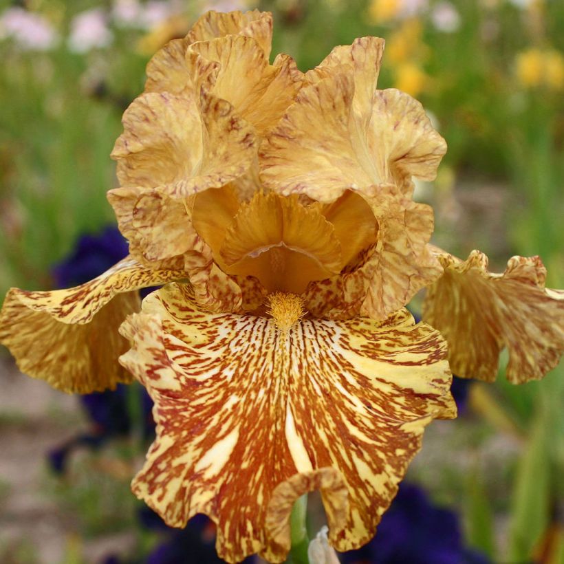 Iris germanica Tiger Honey - Giaggiolo paonazzo (Fioritura)