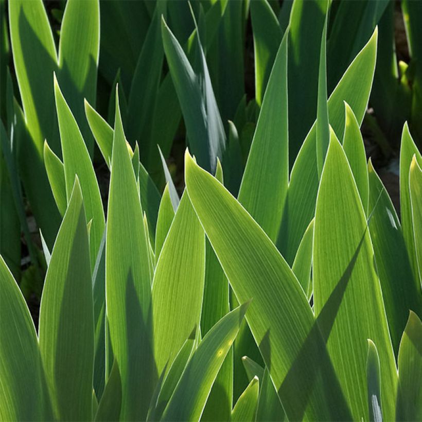 Iris germanica Torero - Giaggiolo paonazzo (Fogliame)