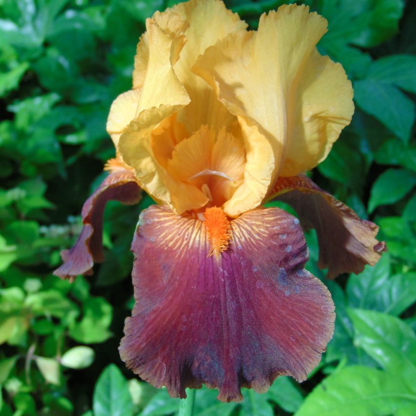 Iris germanica Torero - Giaggiolo paonazzo (Fioritura)