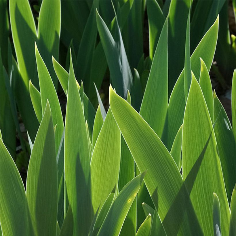 Iris germanica Yaquina Blue - Giaggiolo paonazzo (Fogliame)