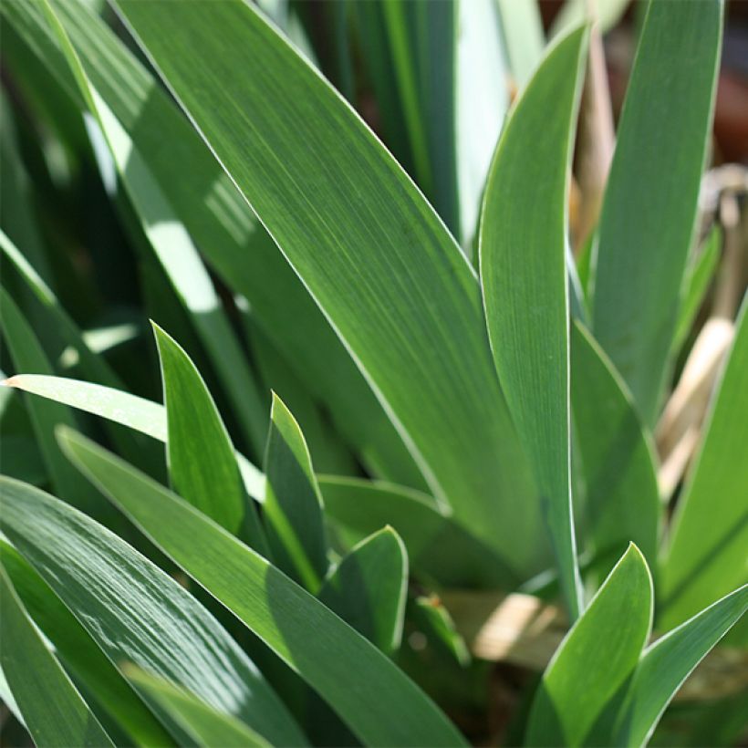 Iris germanica Young Blood - Giaggiolo paonazzo (Fogliame)