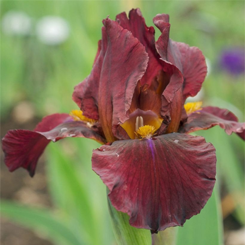 Iris germanica Young Blood - Giaggiolo paonazzo (Fioritura)