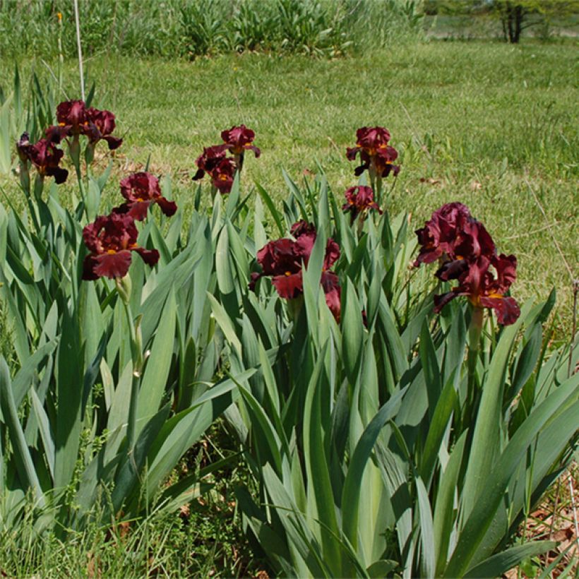 Iris germanica Young Blood - Giaggiolo paonazzo (Porto)