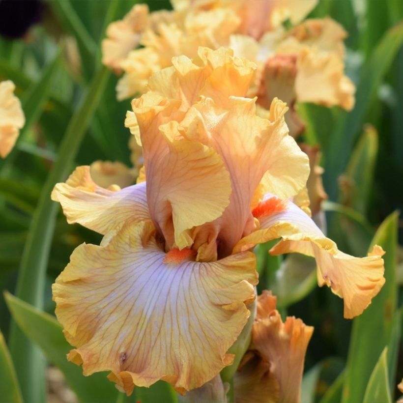 Iris germanica Ambertine - Giaggiolo paonazzo (Fioritura)