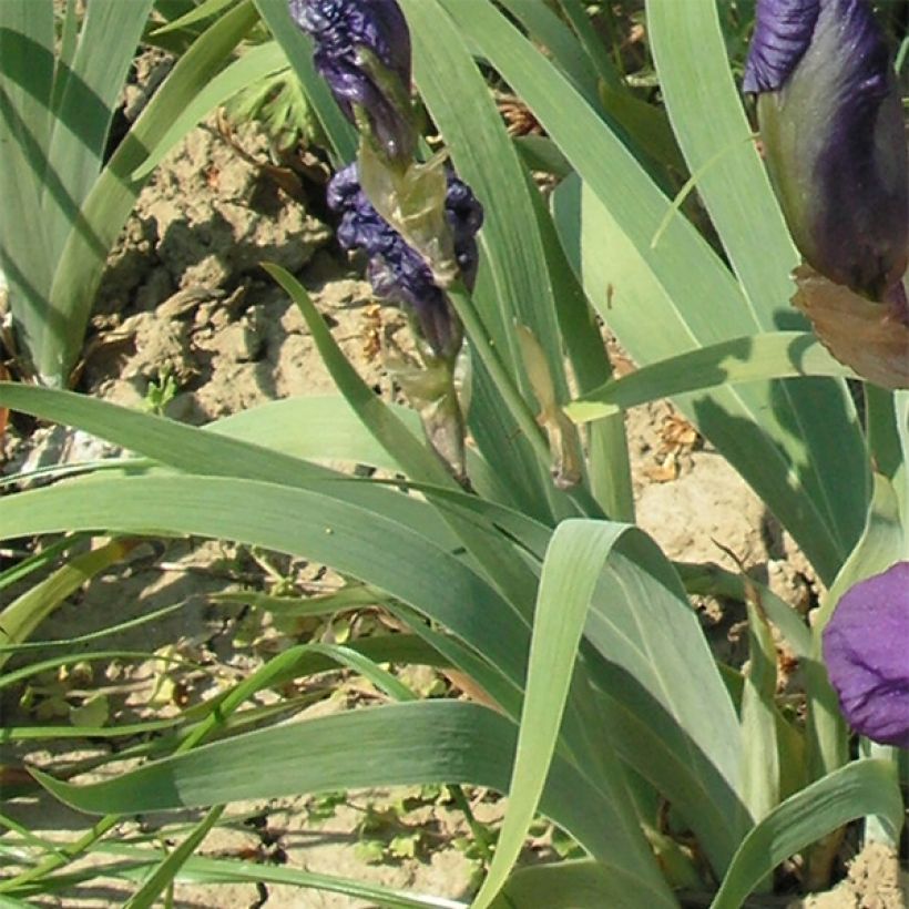 Iris illyrica - Giaggiolo illirico (Fogliame)