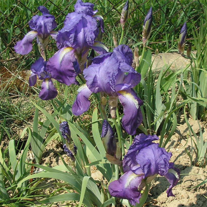 Iris illyrica - Giaggiolo illirico (Fioritura)