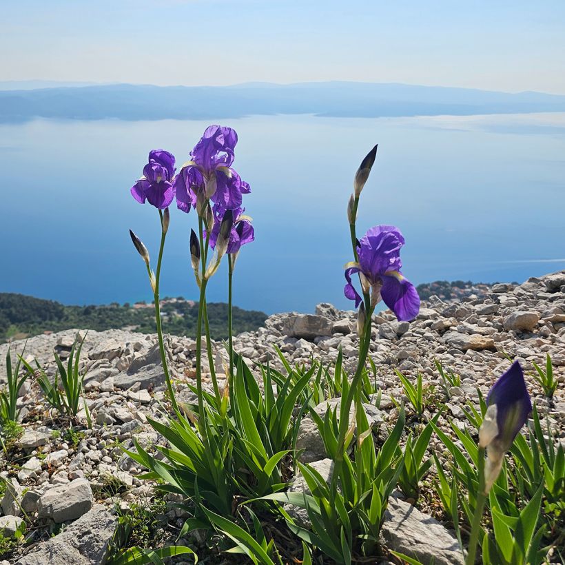 Iris illyrica - Giaggiolo illirico (Porto)