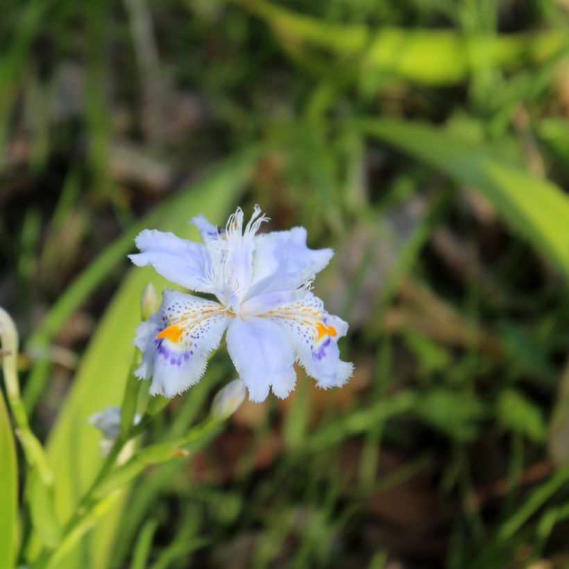 Iris japonica - Giaggiolo giapponese (Fioritura)