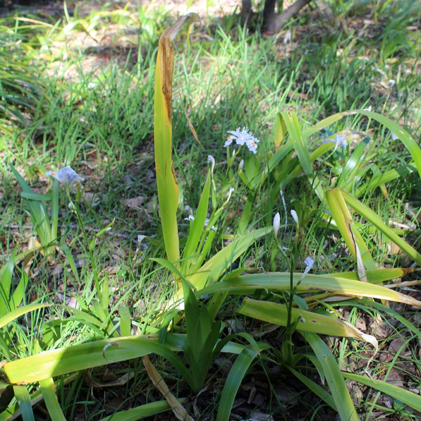 Iris japonica - Giaggiolo giapponese (Porto)