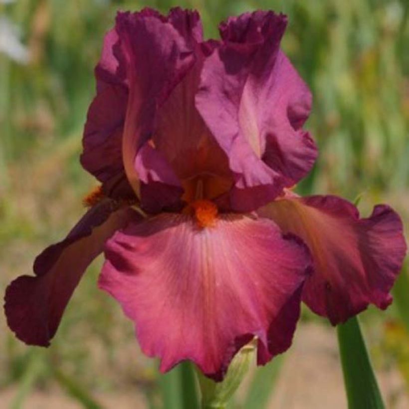 Iris germanica Lady Friend - Giaggiolo paonazzo (Fioritura)