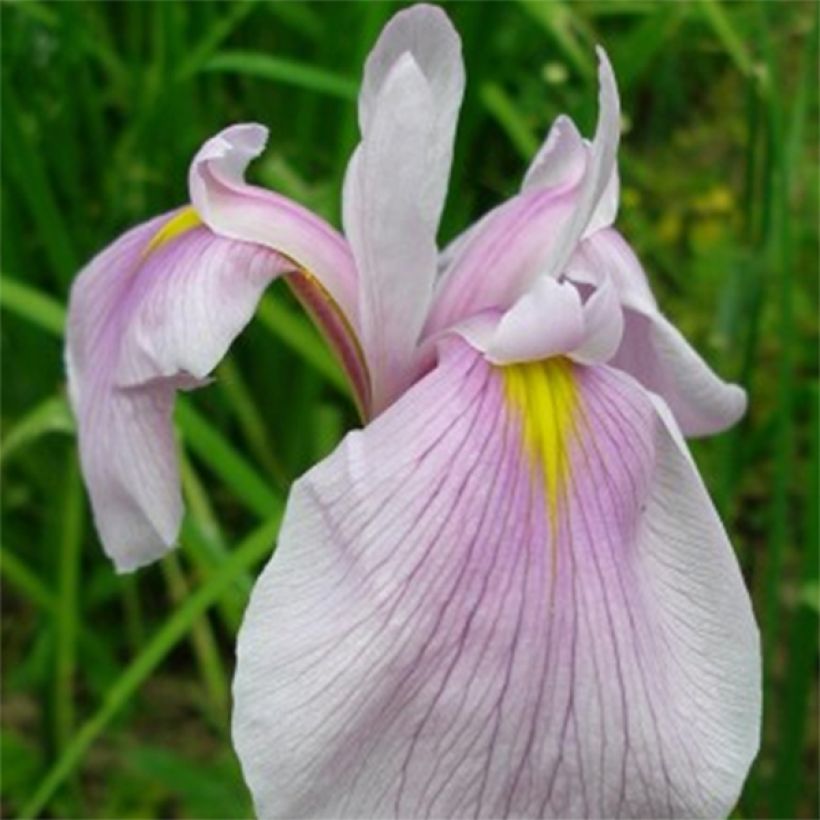 Iris laevigata Queen Victoria - Iris giapponese (Fioritura)