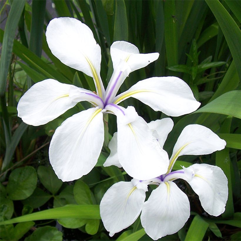 Iris laevigata Snowdrift - Iris giapponese (Fioritura)