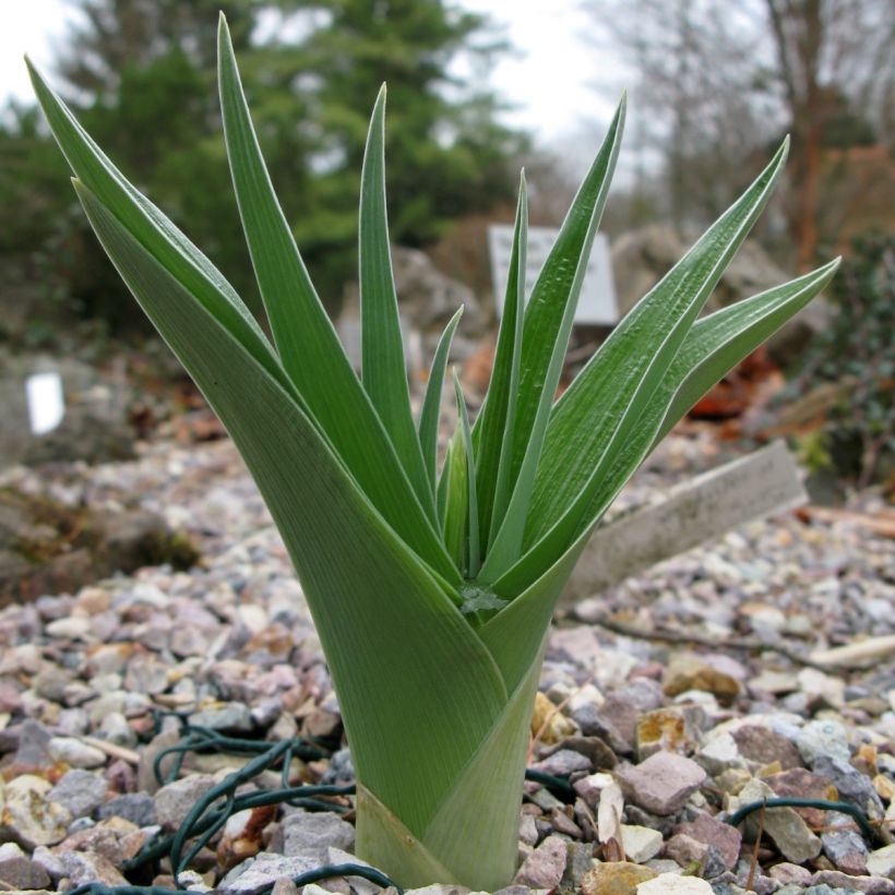 Iris magnifica alba - Giaggiolo (Fogliame)