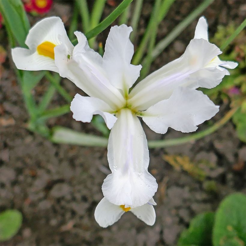 Iris magnifica alba - Giaggiolo (Fioritura)