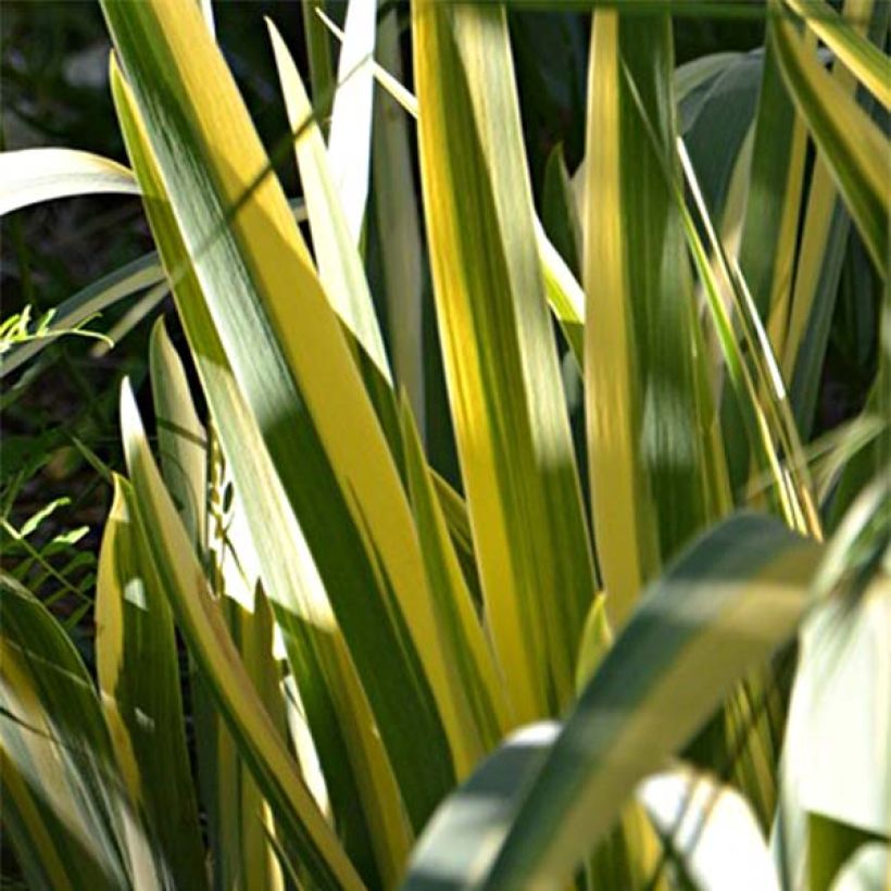 Iris pallida Variegata - Giaggiolo pallido (Fogliame)