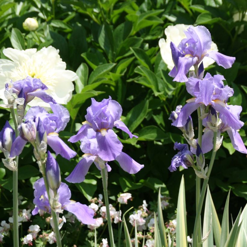 Iris pallida Variegata - Giaggiolo pallido (Fioritura)