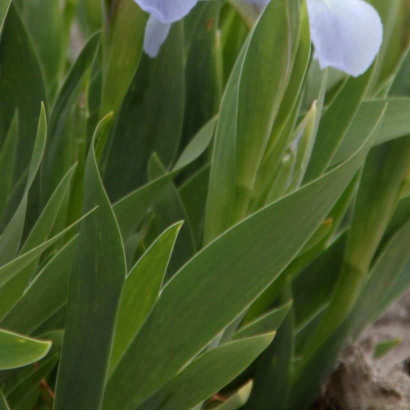 Iris pumila Blue Denim - Giaggiolo (Fogliame)