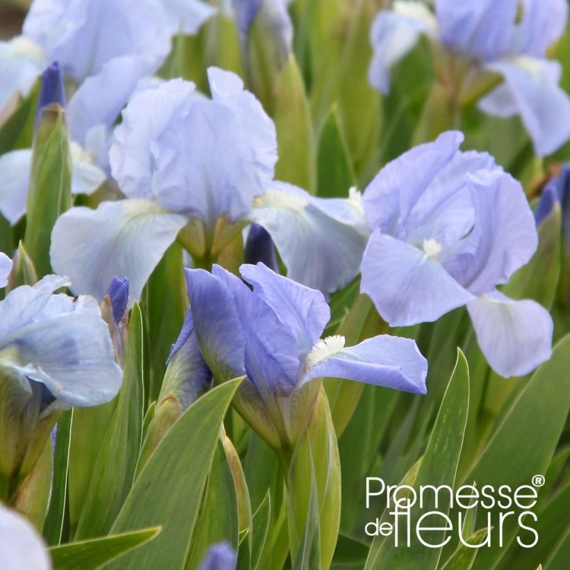 Iris pumila Blue Denim - Giaggiolo (Fioritura)