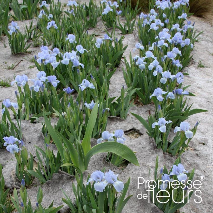 Iris pumila Blue Denim - Giaggiolo (Porto)