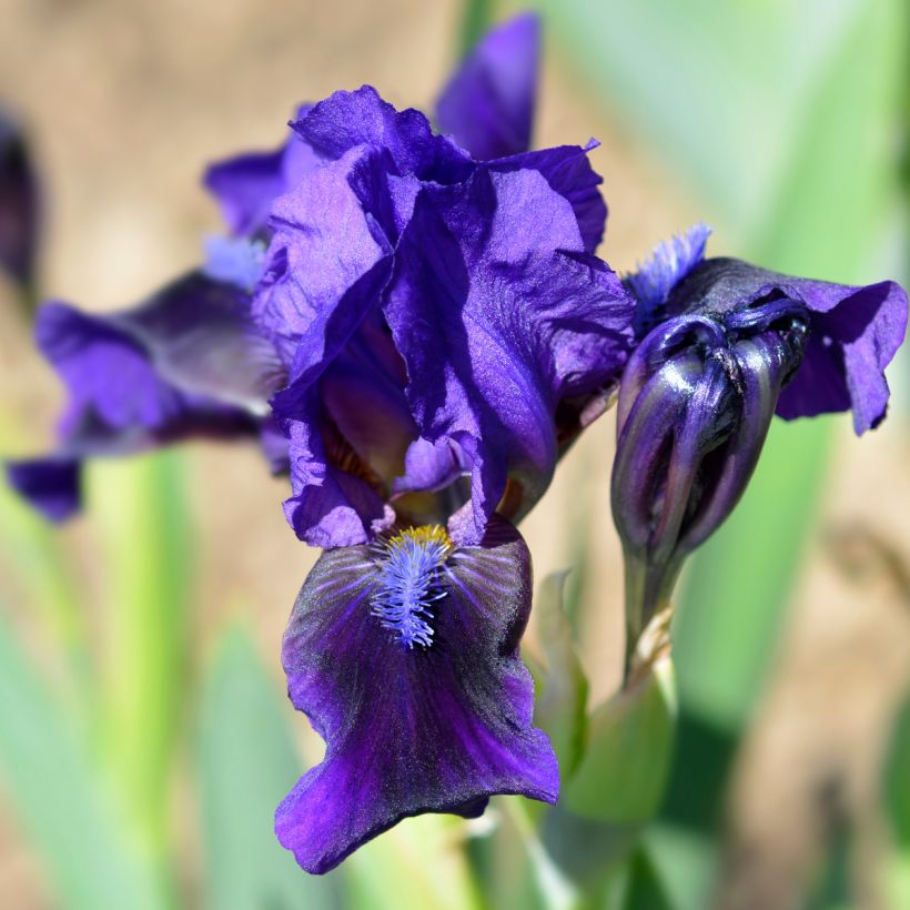 Iris pumila Brannigan - Giaggiolo (Fioritura)