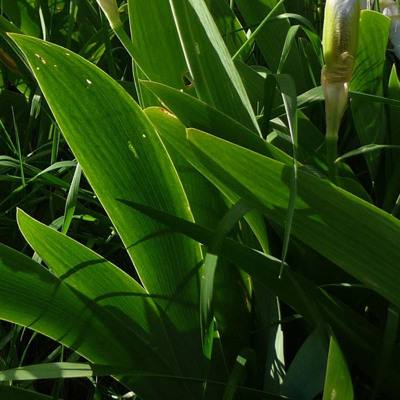 Iris pumila Bright White - Giaggiolo (Fogliame)