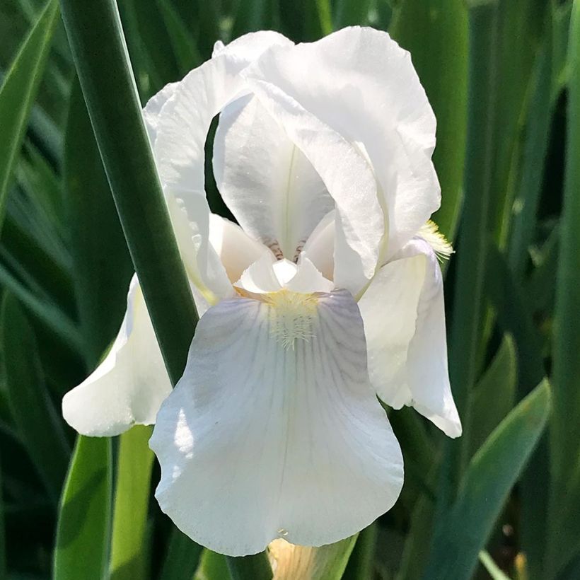 Iris pumila Bright White - Giaggiolo (Fioritura)