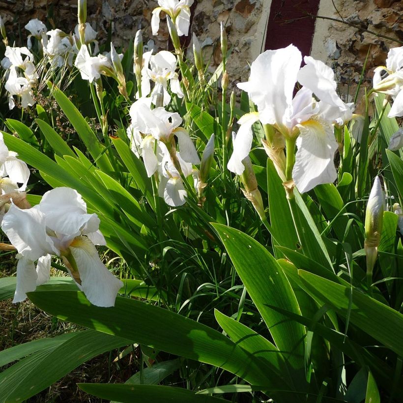 Iris pumila Bright White - Giaggiolo (Porto)