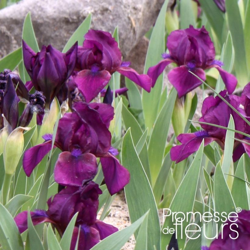 Iris pumila Cherry Garden - Giaggiolo (Fogliame)