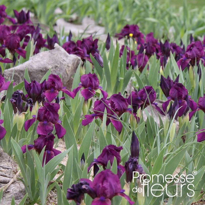 Iris pumila Cherry Garden - Giaggiolo (Porto)