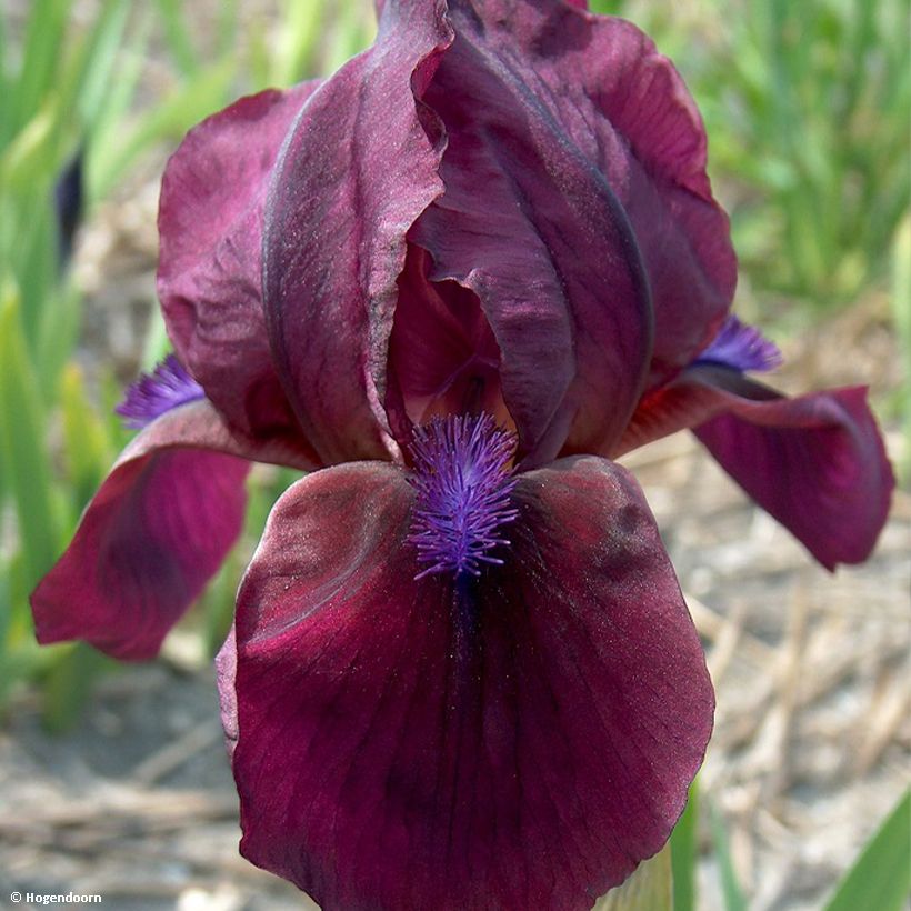 Iris pumila Cherry Garden - Giaggiolo (Fioritura)