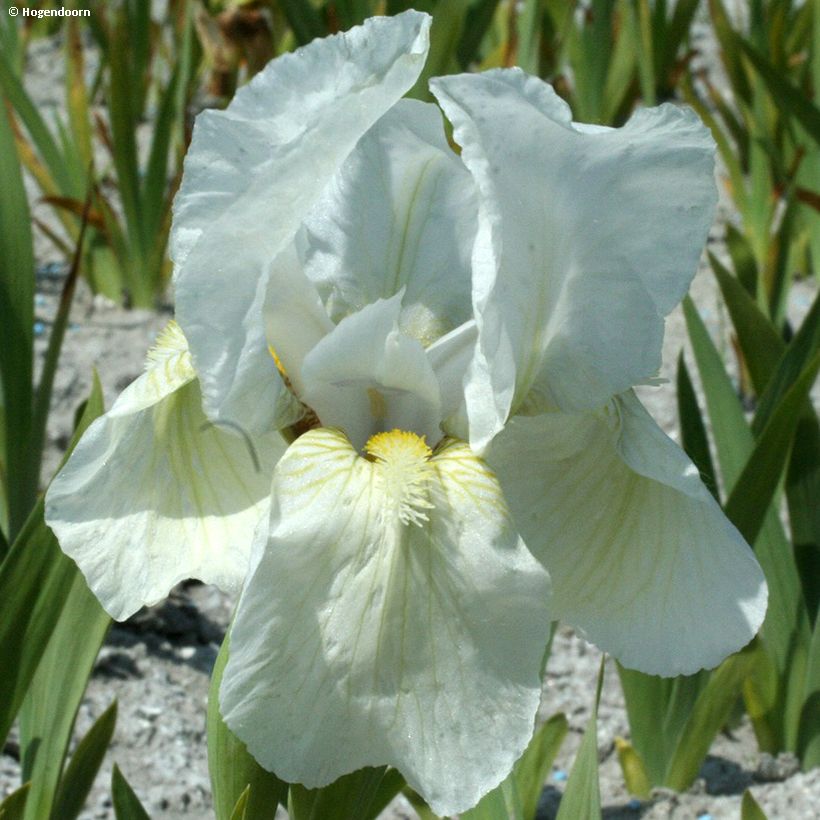 Iris pumila Dream Stuff - Giaggiolo (Fioritura)