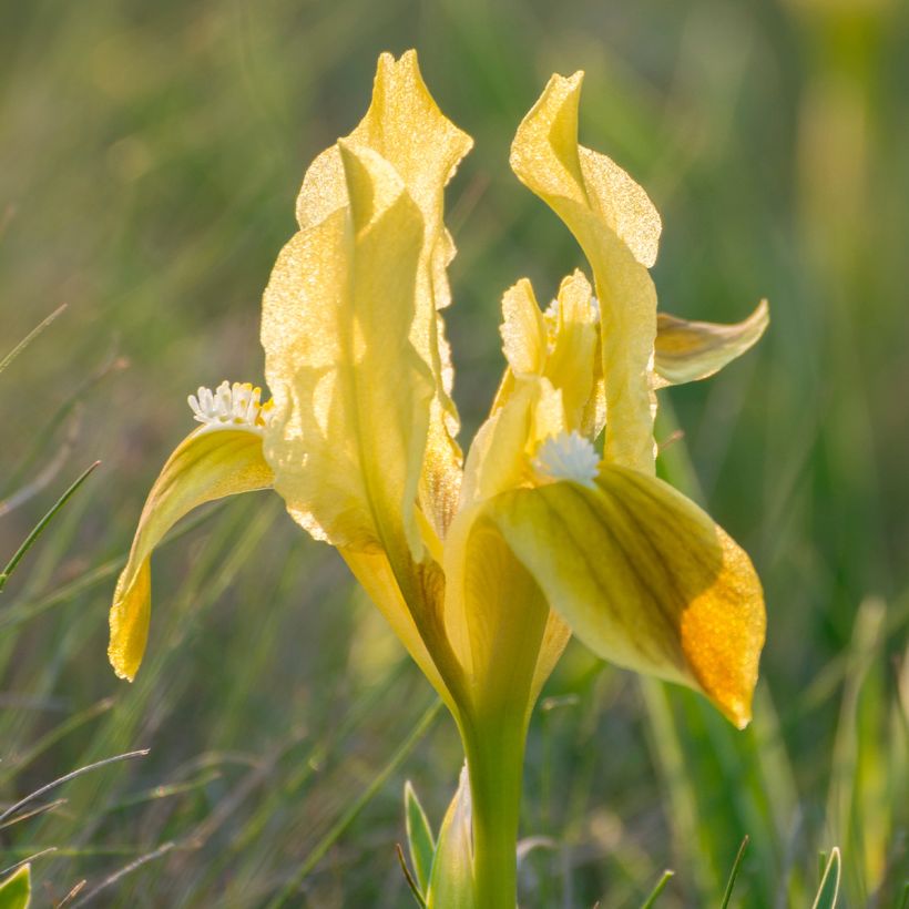 Iris pumila Yellow - Giaggiolo (Fioritura)