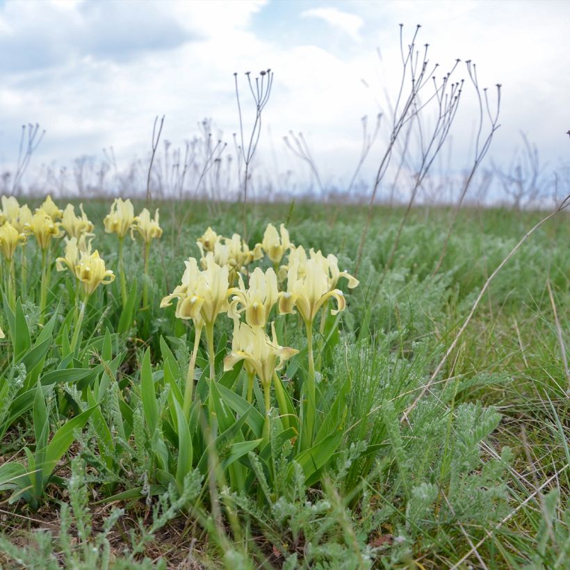 Iris pumila Yellow - Giaggiolo (Porto)