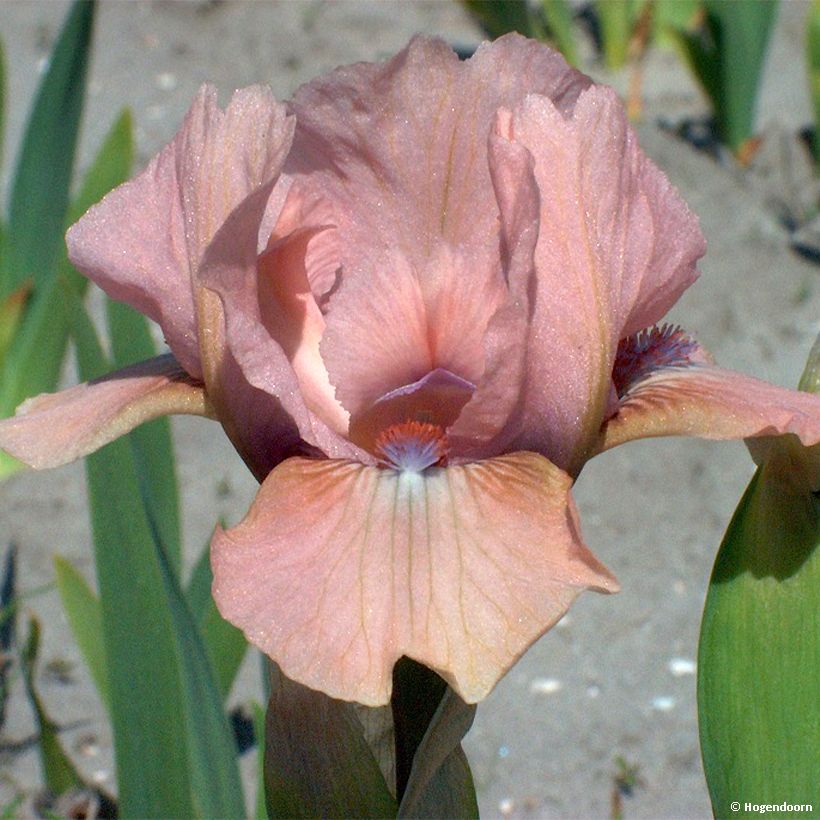 Iris pumila Volts - Giaggiolo (Fioritura)