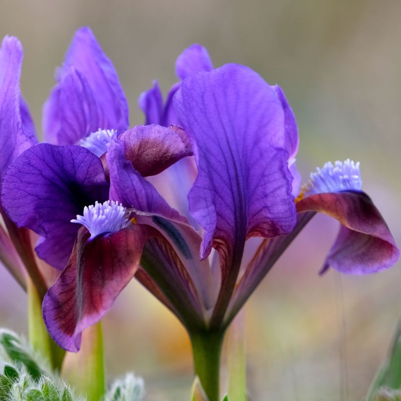 Iris Daring Do - Giaggiolo (Fioritura)