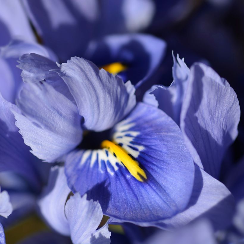 Iris reticulata Alida - Giaggiolo (Fioritura)