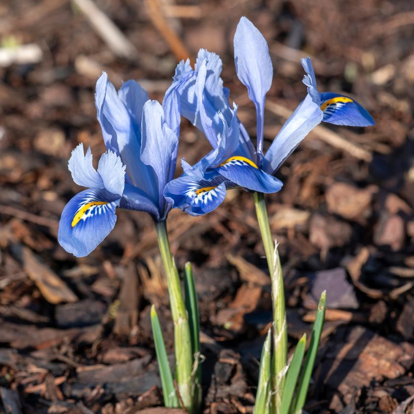 Iris reticulata Alida - Giaggiolo (Porto)