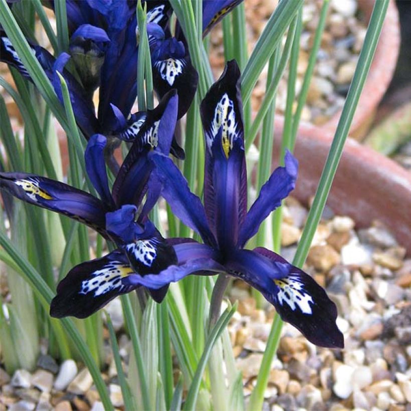 Iris reticulata Blue Note - Giaggiolo (Fioritura)