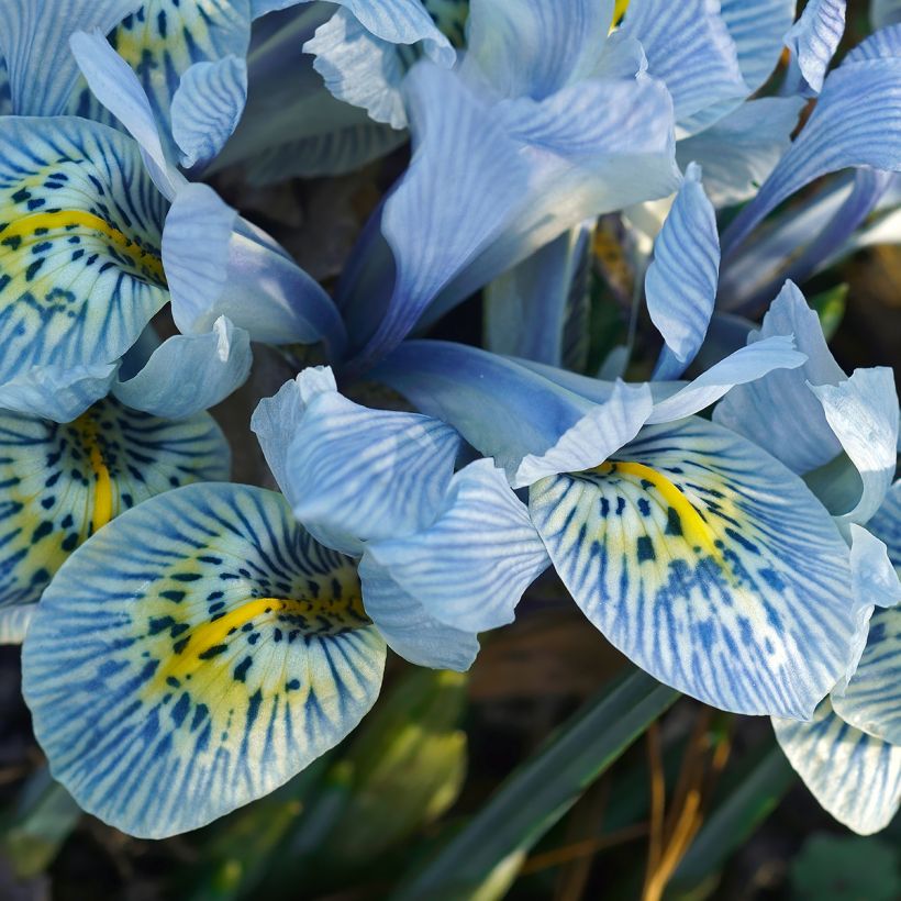 Iris reticulata Katharina Hodgkin - Giaggiolo (Fioritura)