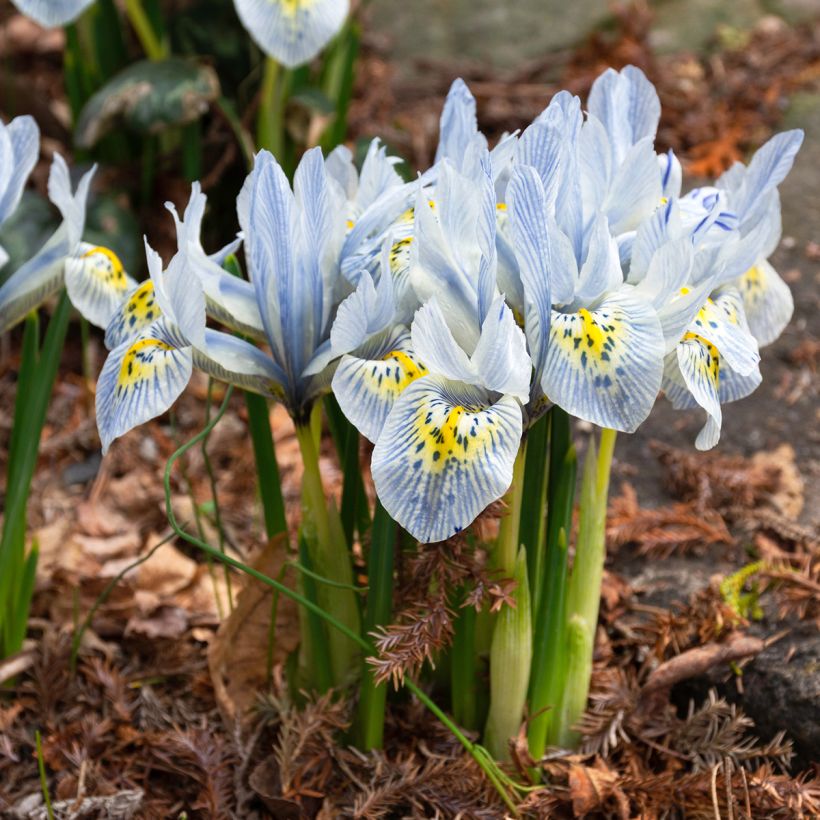 Iris reticulata Katharina Hodgkin - Giaggiolo (Porto)