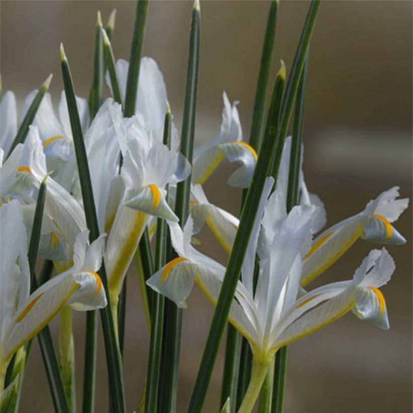 Iris reticulata Natascha - Giaggiolo (Fioritura)