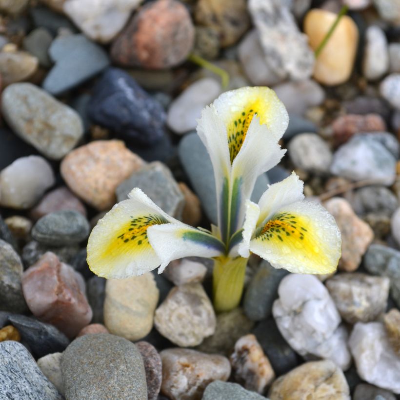 Iris reticulata North Star - Giaggiolo (Fioritura)