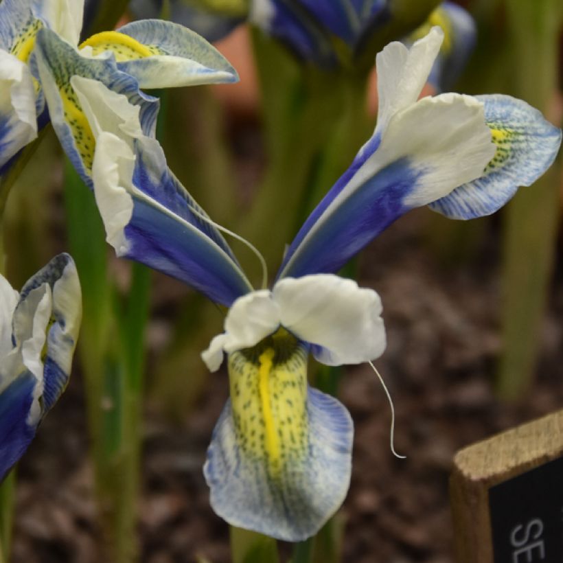 Iris reticulata Sea Breeze - Giaggiolo (Fioritura)