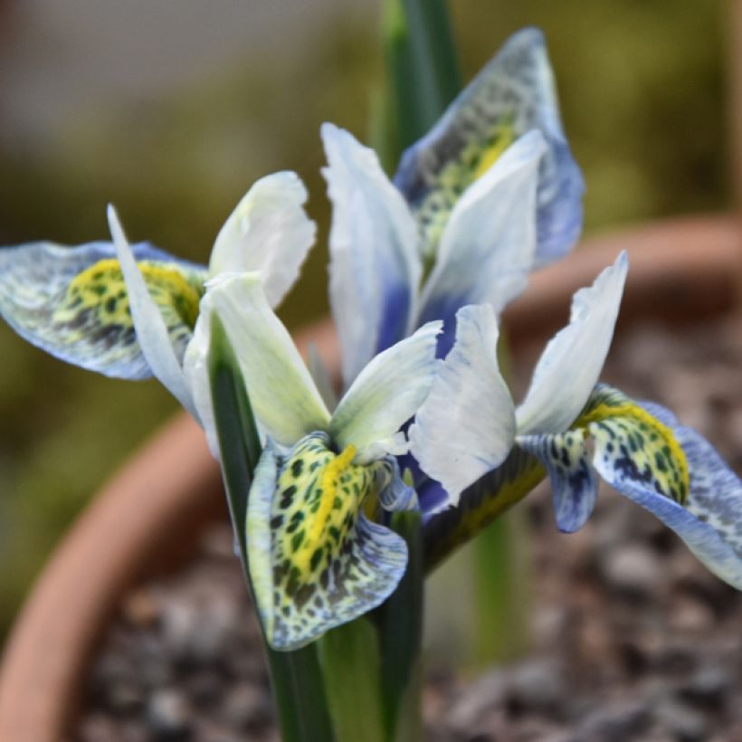 Iris reticulata Splish Splash - Giaggiolo (Fioritura)